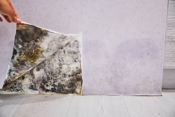 Professional Mold Removal in Brambleton, VA